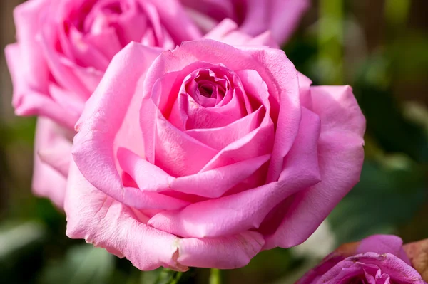 Pink Rose — Stock Photo, Image