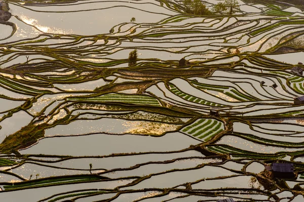 Yuan Yang Rice Terraces — Stock Photo, Image