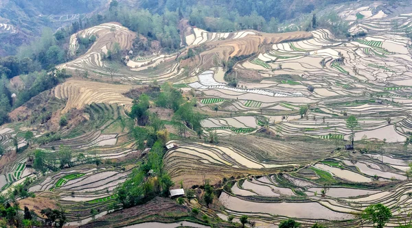 Yuan Yang Rice Terraces — Stock Photo, Image