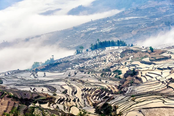 Yuan Yang Rice Terraces — Stock Photo, Image