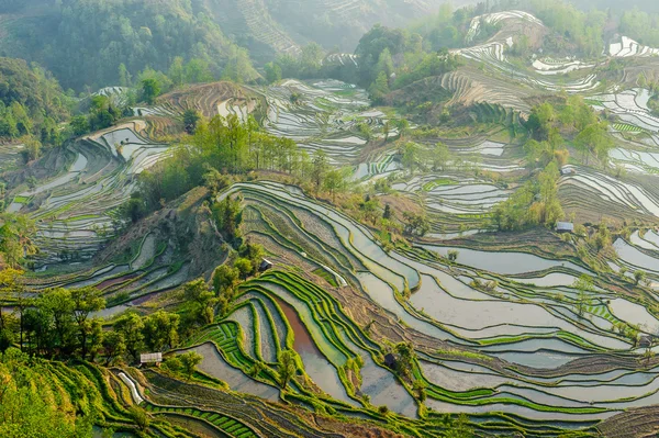 Yuan yang pirinç terasları