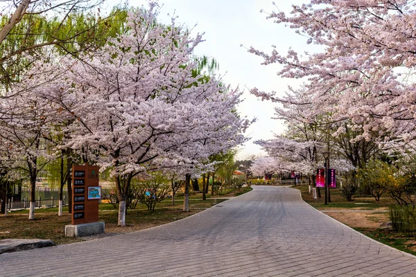 Sakura — Stockfoto