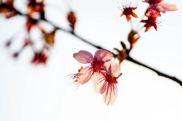Sakura. —  Fotos de Stock