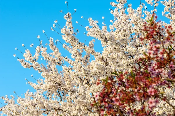 Sakura — Stock Photo, Image