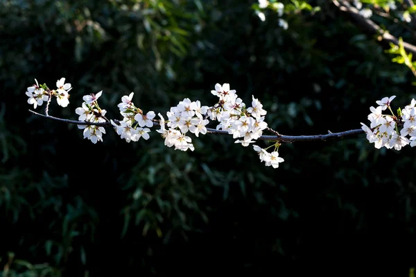 Sakura. —  Fotos de Stock