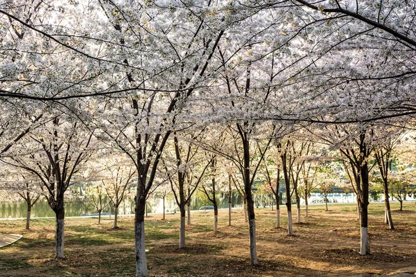 Sakura — Stockfoto