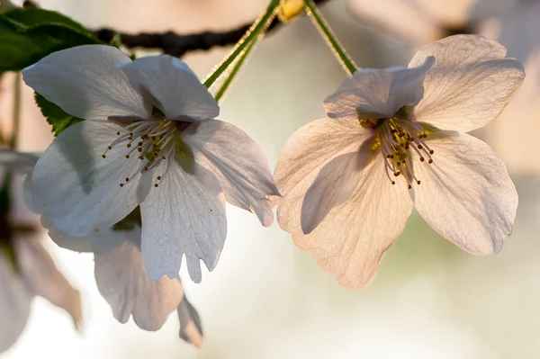 Sakura — Stockfoto