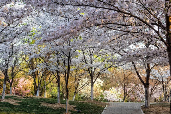 Sakura — Stockfoto