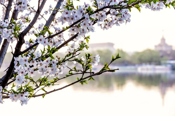 Sakura — Stock Photo, Image