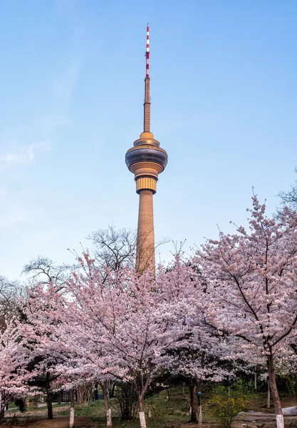 Sakura — Stok Foto