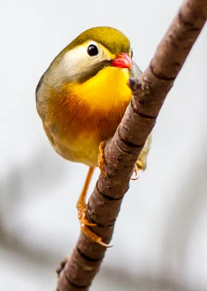 Red-billed — Stock Photo, Image