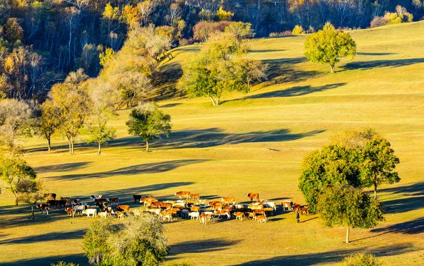 Bashang prairie — Stockfoto