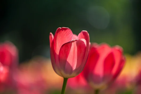 Red tulips — Stock Photo, Image