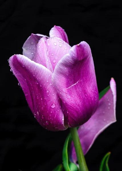 Roze tulp — Stockfoto