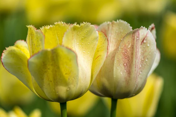 Tulpe — Stockfoto