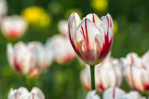 Tulp — Stockfoto