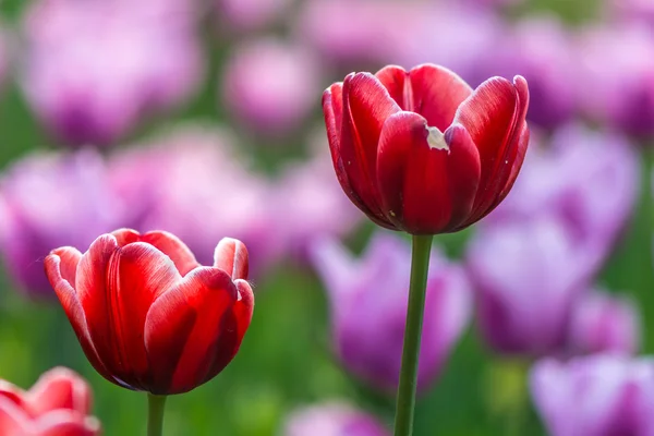 Rode tulip — Stockfoto