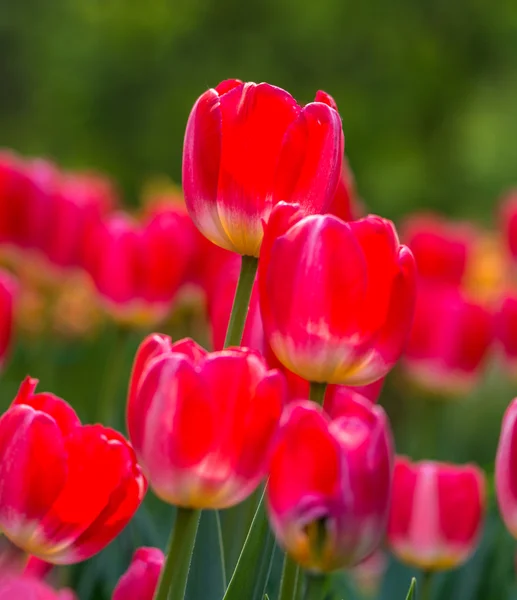 Rote Tulpe — Stockfoto