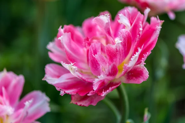 Růžová Tulipán — Stock fotografie