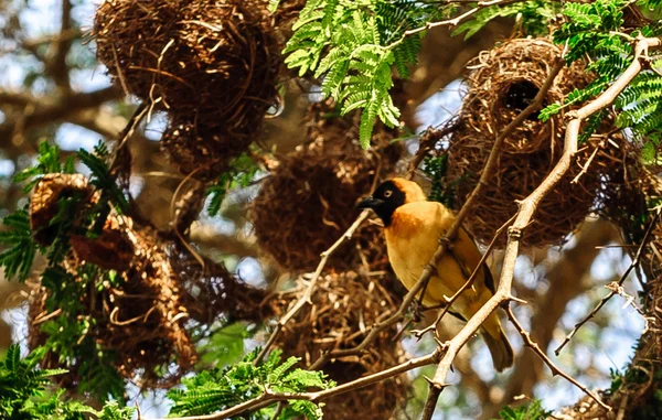 Weaver Bertopeng Afrika — Stok Foto