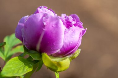 taze pembe peonies