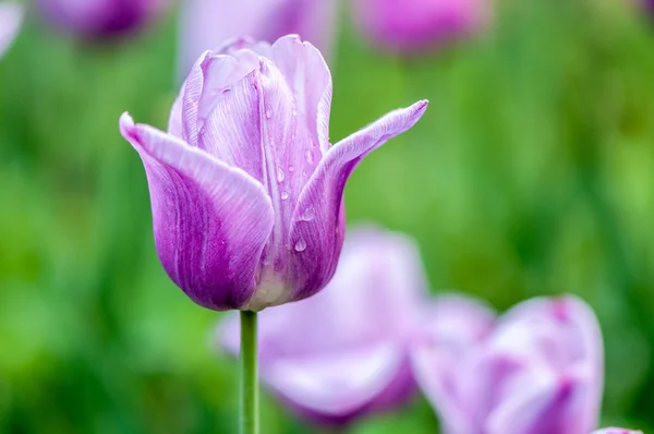 Tulipán rosa — Foto de Stock