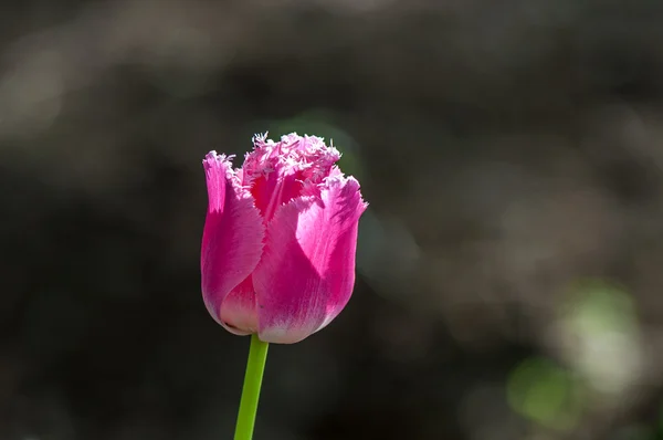 Růžová Tulipán — Stock fotografie