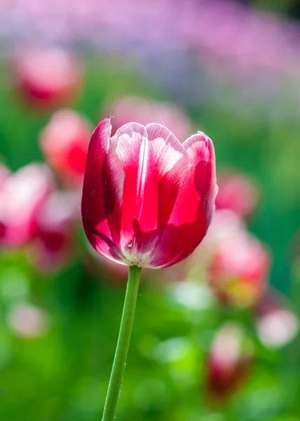 Červený Tulipán — Stock fotografie