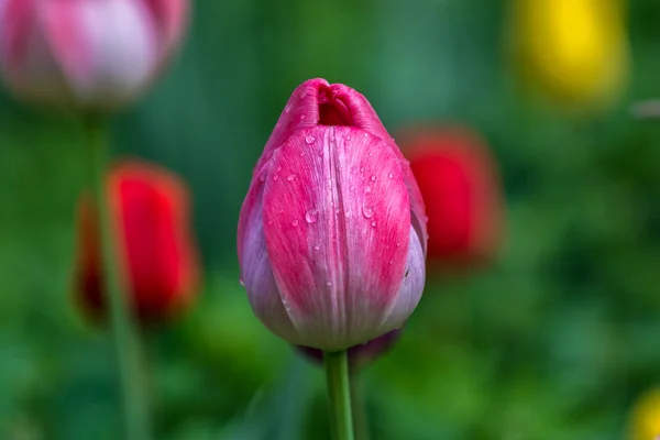 Rode tulip — Stockfoto