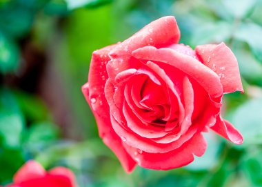 taze kırmızı gül