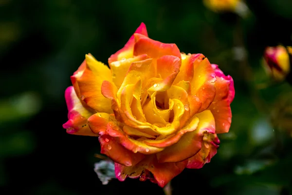 Fresh yellow rose — Stock Photo, Image