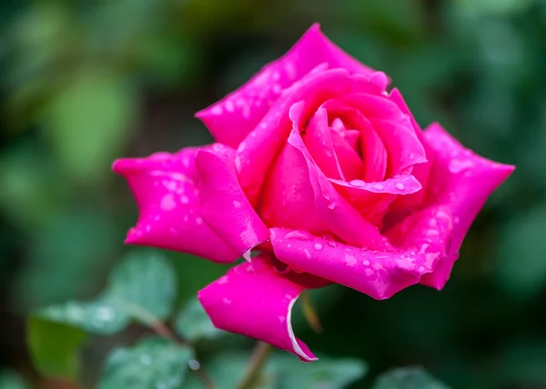 Fersk rosa rose – stockfoto