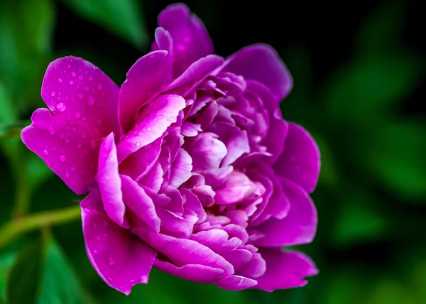 Peonia rosa fresca — Foto Stock