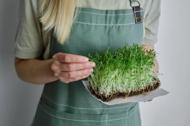 Organic microgreen sprouts close-up in the hands of a girl. Woman in apron holds fresh greens. Concept of healthy eating. Diet, vegan lifestyle. Natural ecological bio food. Raw sprouts