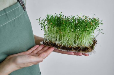 Organic microgreen sprouts close-up in the hands of a girl. Woman in apron holds fresh greens. Concept of healthy eating. Diet, vegan lifestyle. Natural ecological bio food. Raw sprouts