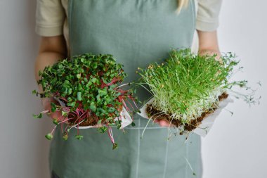Organic microgreen sprouts close-up in the hands of a girl. Woman in apron holds fresh greens. Concept of healthy eating. Diet, vegan lifestyle. Natural ecological bio food. Raw sprouts