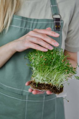 Organic microgreen sprouts close-up in the hands of a girl. Woman in apron holds fresh greens. Concept of healthy eating. Diet, vegan lifestyle. Natural ecological bio food. Raw sprouts
