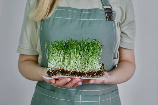 Organic Microgreen Sprouts Close Hands Girl Woman Apron Holds Fresh — Stock Fotó