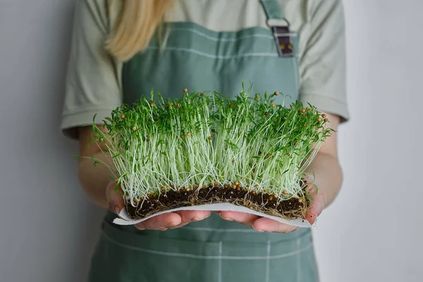 Organic Microgreen Sprouts Close Hands Girl Woman Apron Holds Fresh — Fotografia de Stock