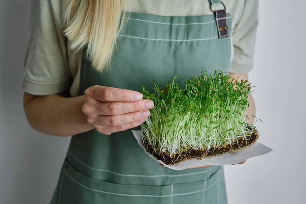 Organic Microgreen Sprouts Close Hands Girl Woman Apron Holds Fresh — Stock Fotó