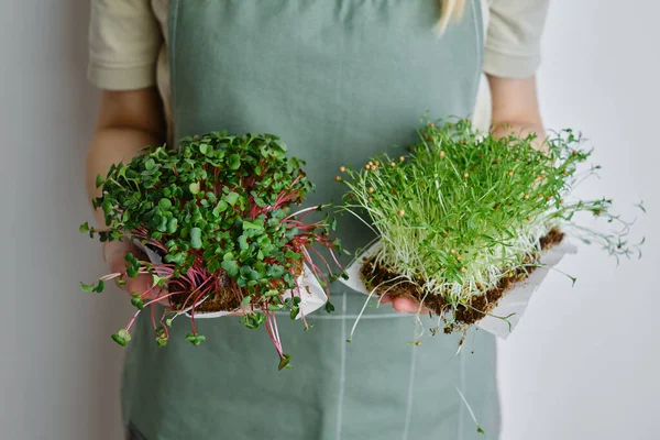 Organic Microgreen Sprouts Close Hands Girl Woman Apron Holds Fresh — Stock Fotó