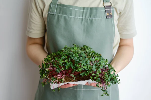 Organic Microgreen Sprouts Close Hands Girl Woman Apron Holds Fresh — Stock Fotó