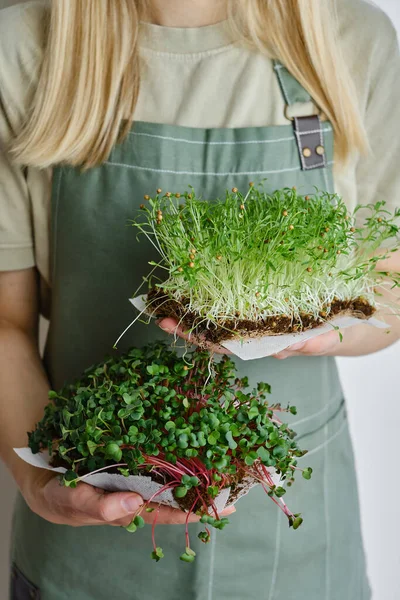 Organic Microgreen Sprouts Close Hands Girl Woman Apron Holds Fresh — Stock Fotó
