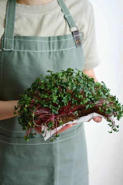 Organic Microgreen Sprouts Close Hands Girl Woman Apron Holds Fresh — Stock Fotó