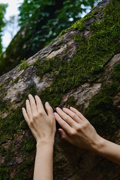 Girl Hand Touches Tree Moss Wild Forest Forest Ecology Wild — Fotografia de Stock