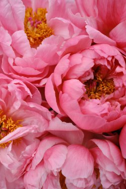 Bouquet of stylish peonies close-up. Pink peony flowers. Close-up of flower petals. Floral greeting card or wallpaper. Delicate abstract floral pastel background