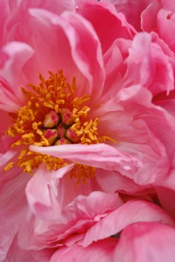 Bouquet of stylish peonies close-up. Pink peony flowers. Close-up of flower petals. Floral greeting card or wallpaper. Delicate abstract floral pastel background