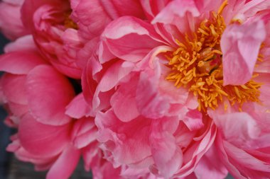 Bouquet of stylish peonies close-up. Pink peony flowers. Close-up of flower petals. Floral greeting card or wallpaper. Delicate abstract floral pastel background