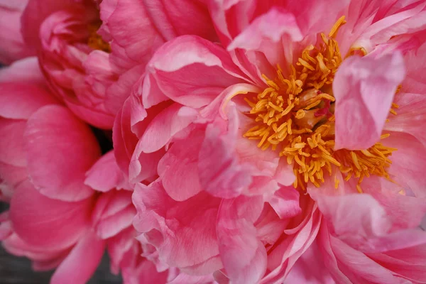 Bouquet Stylish Peonies Close Pink Peony Flowers Close Flower Petals —  Fotos de Stock