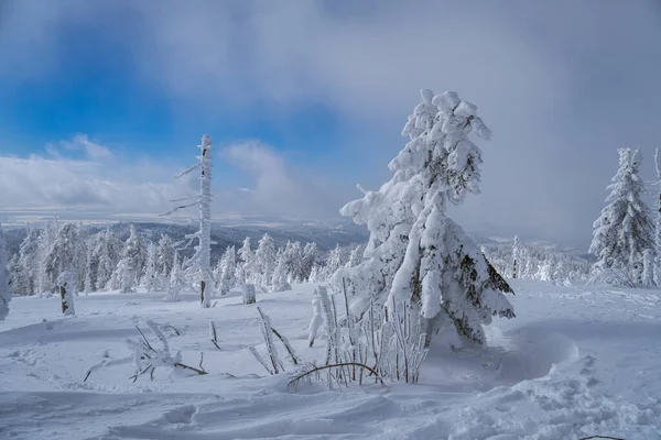 Karla kaplı ağaçlarla güzel bir kış manzarası...